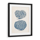 Colección De Coral Antigua Ix - Vision Studio | Cuadro decorativo de Canvas Lab