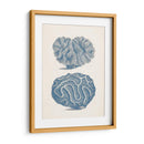 Colección De Coral Antigua Ix - Vision Studio | Cuadro decorativo de Canvas Lab
