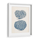Colección De Coral Antigua Ix - Vision Studio | Cuadro decorativo de Canvas Lab