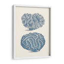 Colección De Coral Antigua Ix - Vision Studio | Cuadro decorativo de Canvas Lab