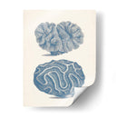 Colección De Coral Antigua Ix - Vision Studio | Cuadro decorativo de Canvas Lab