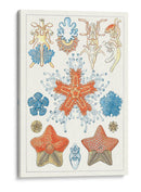 Especie De Sealife I - Vision Studio | Cuadro decorativo de Canvas Lab