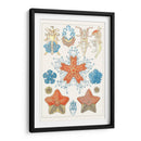 Especie De Sealife I - Vision Studio | Cuadro decorativo de Canvas Lab