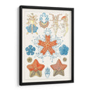 Especie De Sealife I - Vision Studio | Cuadro decorativo de Canvas Lab