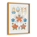 Especie De Sealife I - Vision Studio | Cuadro decorativo de Canvas Lab