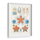 Especie De Sealife I - Vision Studio | Cuadro decorativo de Canvas Lab