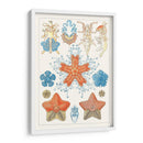 Especie De Sealife I - Vision Studio | Cuadro decorativo de Canvas Lab