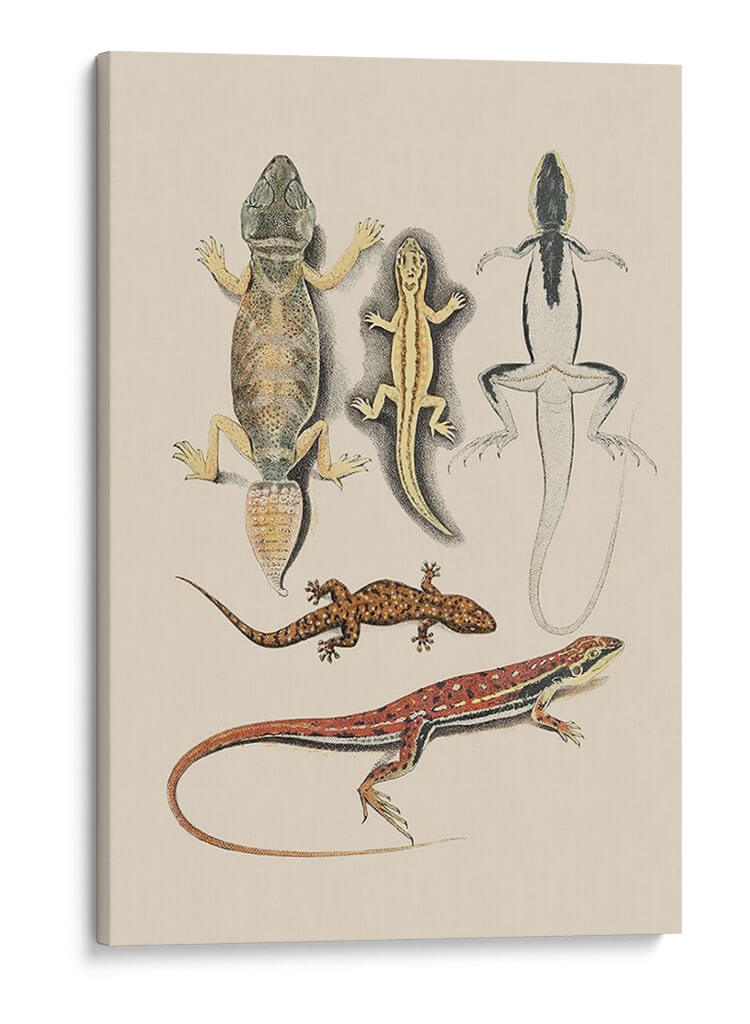Lagartos Antiguos Iv | Cuadro decorativo de Canvas Lab