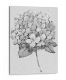 Silvertone Floral Ii - Tim OToole | Cuadro decorativo de Canvas Lab