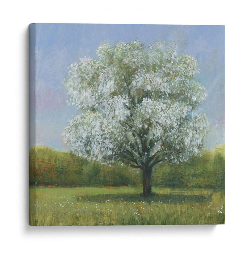 Spring Blossom Tree Ii - Tim OToole | Cuadro decorativo de Canvas Lab