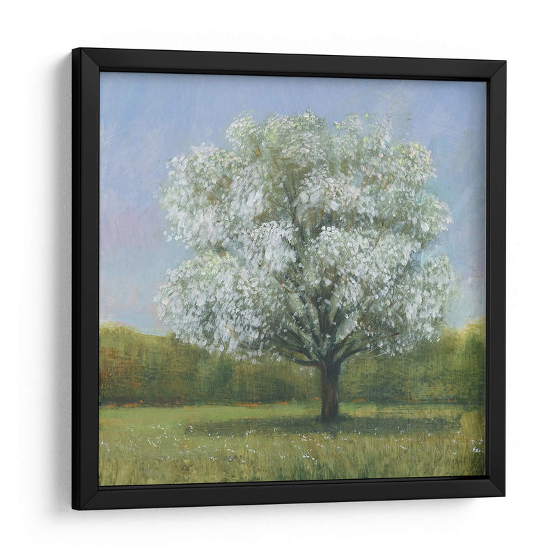 Spring Blossom Tree Ii - Tim OToole | Cuadro decorativo de Canvas Lab