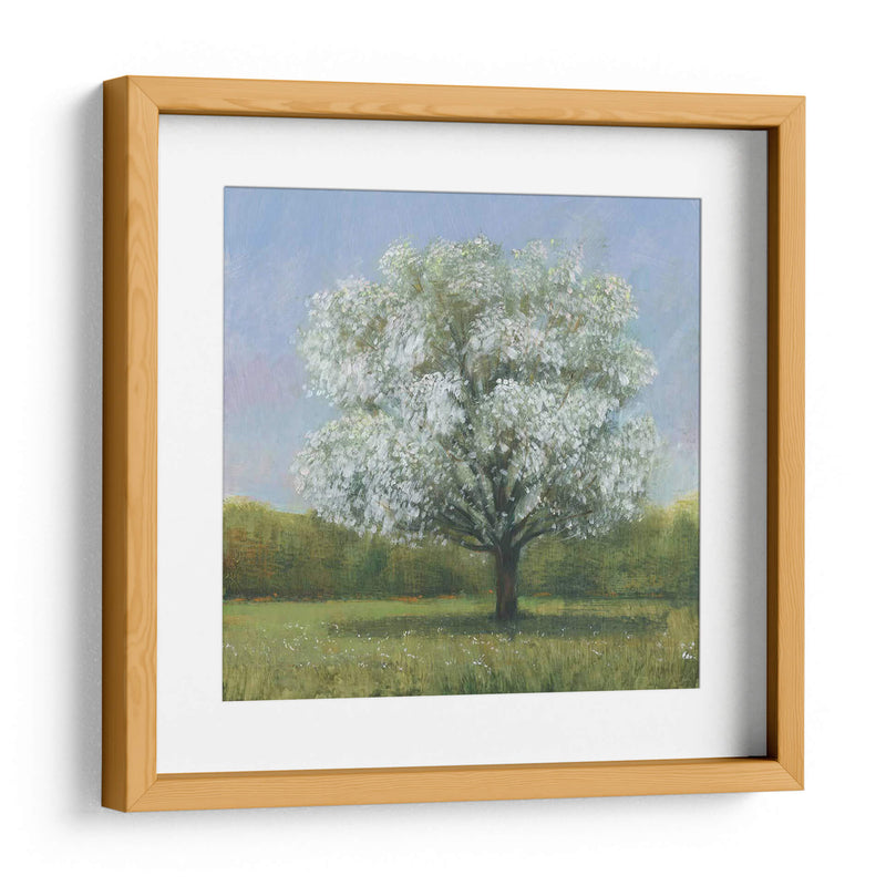 Spring Blossom Tree Ii - Tim OToole | Cuadro decorativo de Canvas Lab