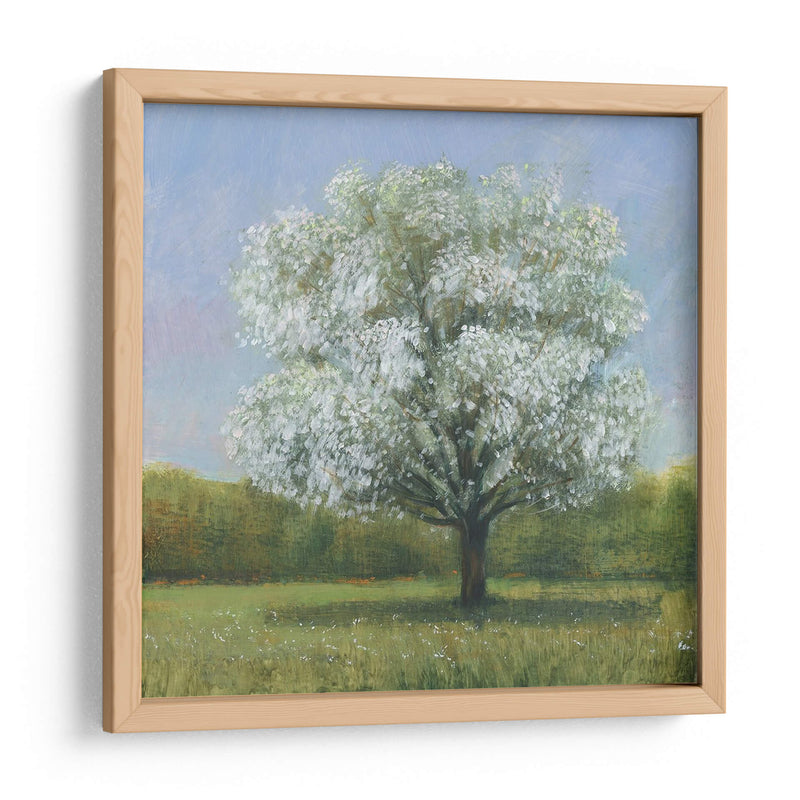 Spring Blossom Tree Ii - Tim OToole | Cuadro decorativo de Canvas Lab