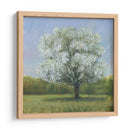 Spring Blossom Tree Ii - Tim OToole | Cuadro decorativo de Canvas Lab