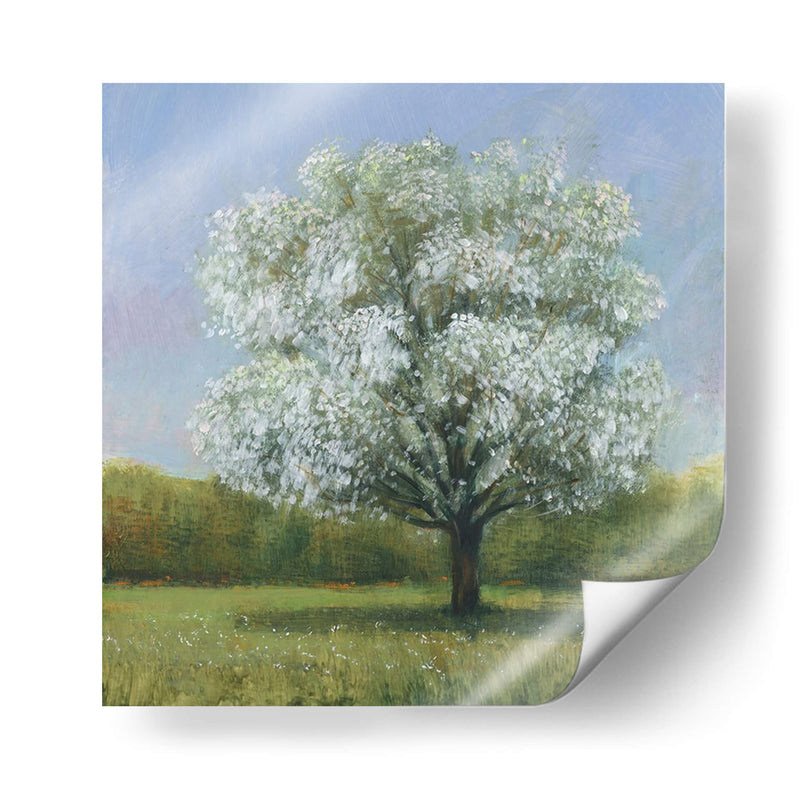 Spring Blossom Tree Ii - Tim OToole | Cuadro decorativo de Canvas Lab