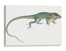 Camaleón Antiguo | Cuadro decorativo de Canvas Lab