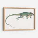 Camaleón Antiguo | Cuadro decorativo de Canvas Lab