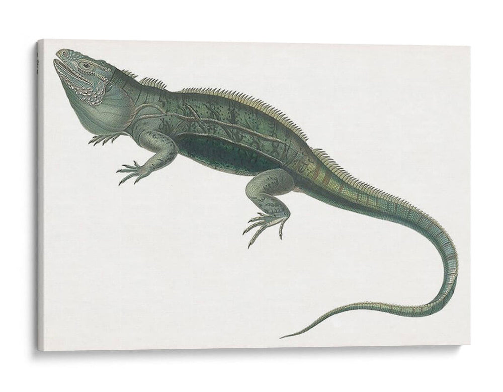 Iguana Antigua | Cuadro decorativo de Canvas Lab