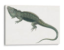 Iguana Antigua | Cuadro decorativo de Canvas Lab