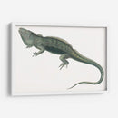 Iguana Antigua | Cuadro decorativo de Canvas Lab