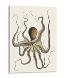 Colección De Octopos Antigua I | Cuadro decorativo de Canvas Lab