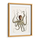 Colección De Octopos Antigua I | Cuadro decorativo de Canvas Lab
