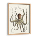 Colección De Octopos Antigua I | Cuadro decorativo de Canvas Lab
