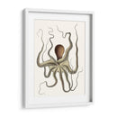 Colección De Octopos Antigua I | Cuadro decorativo de Canvas Lab