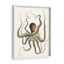 Colección De Octopos Antigua I | Cuadro decorativo de Canvas Lab