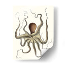 Colección De Octopos Antigua I | Cuadro decorativo de Canvas Lab