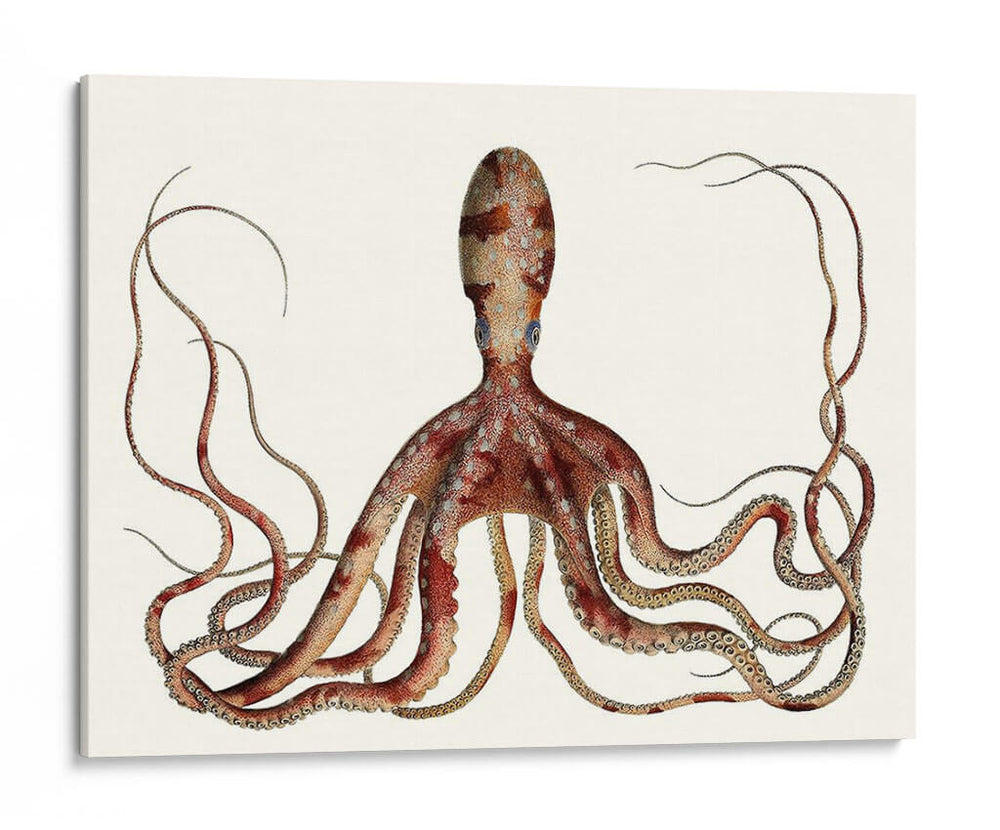 Colección De Octopus Antiguo Ii | Cuadro decorativo de Canvas Lab