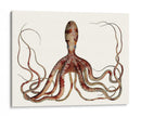 Colección De Octopus Antiguo Ii | Cuadro decorativo de Canvas Lab