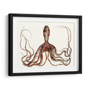 Colección De Octopus Antiguo Ii | Cuadro decorativo de Canvas Lab