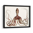 Colección De Octopus Antiguo Ii | Cuadro decorativo de Canvas Lab