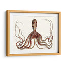 Colección De Octopus Antiguo Ii | Cuadro decorativo de Canvas Lab