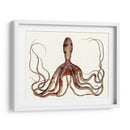 Colección De Octopus Antiguo Ii | Cuadro decorativo de Canvas Lab