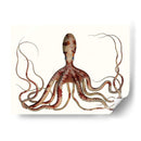 Colección De Octopus Antiguo Ii | Cuadro decorativo de Canvas Lab