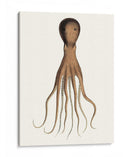 Colección De Octopos Antiguos Iii | Cuadro decorativo de Canvas Lab