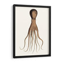 Colección De Octopos Antiguos Iii | Cuadro decorativo de Canvas Lab