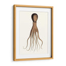 Colección De Octopos Antiguos Iii | Cuadro decorativo de Canvas Lab