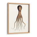 Colección De Octopos Antiguos Iii | Cuadro decorativo de Canvas Lab