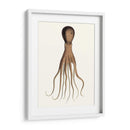 Colección De Octopos Antiguos Iii | Cuadro decorativo de Canvas Lab