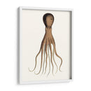 Colección De Octopos Antiguos Iii | Cuadro decorativo de Canvas Lab