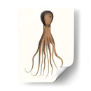 Colección De Octopos Antiguos Iii | Cuadro decorativo de Canvas Lab