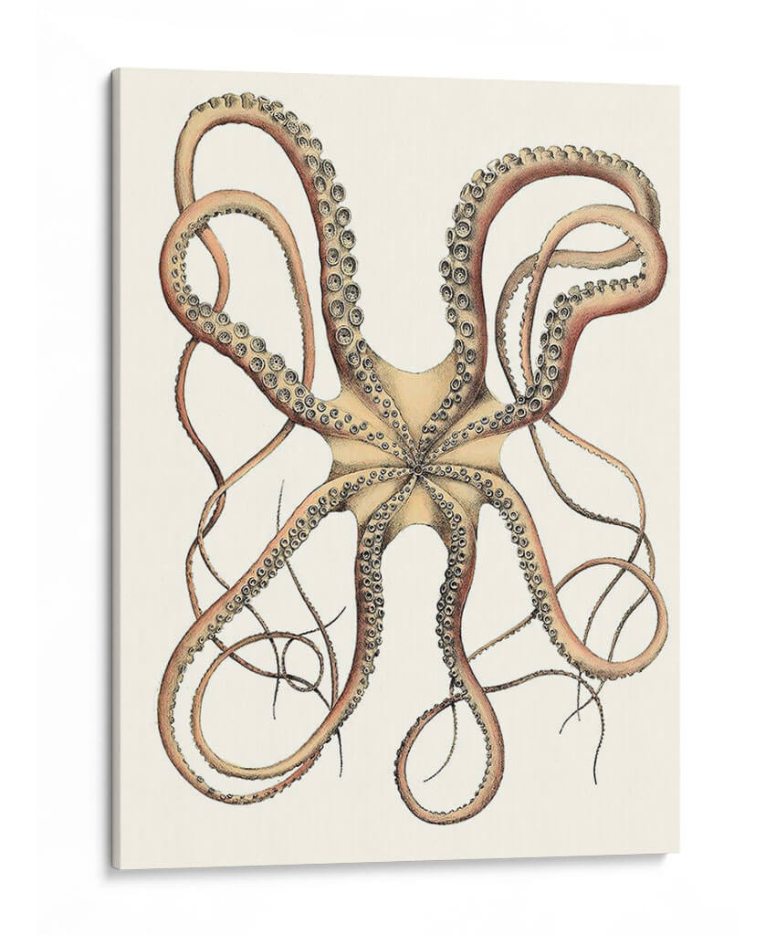 Colección De Octopos Antigua Iv | Cuadro decorativo de Canvas Lab