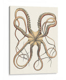 Colección De Octopos Antigua Iv | Cuadro decorativo de Canvas Lab