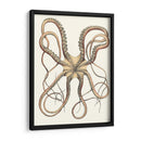 Colección De Octopos Antigua Iv | Cuadro decorativo de Canvas Lab