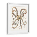 Colección De Octopos Antigua Iv | Cuadro decorativo de Canvas Lab