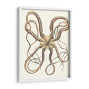 Colección De Octopos Antigua Iv | Cuadro decorativo de Canvas Lab