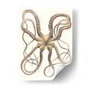 Colección De Octopos Antigua Iv | Cuadro decorativo de Canvas Lab
